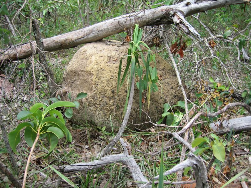 2008-01-09 Chapada (07) Termite Mound